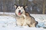 ALASKAN MALAMUTE 328